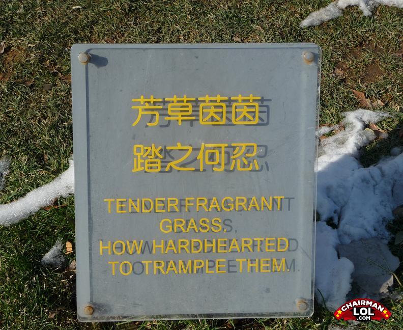 Tender_fragrant_grass